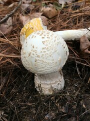 Amanita chrysoblema