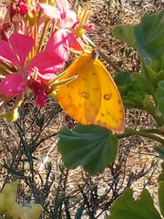 Phoebis philea philea