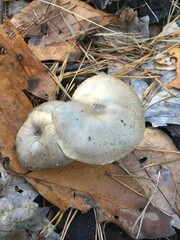 Clitocybe subclavipes