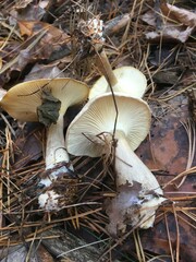 Clitocybe subclavipes