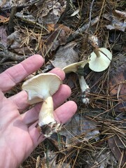 Clitocybe subclavipes