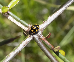 Coccinella leonina
