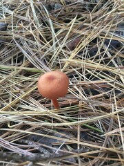 Laccaria trichodermophora