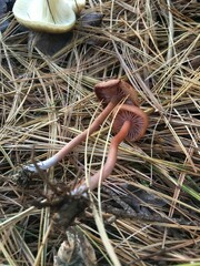 Laccaria trichodermophora