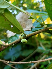 Glochidion philippicum