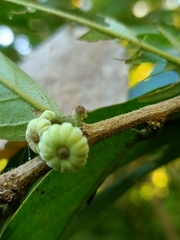 Glochidion philippicum