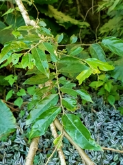 Glochidion philippicum