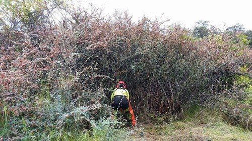 Cotoneaster pannosus observed 2017-04-03