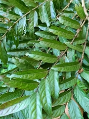 Glochidion philippicum