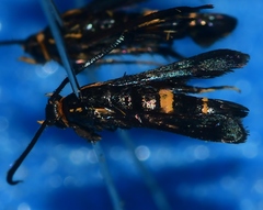 Carmenta pyralidiformis