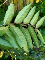 Glochidion philippicum