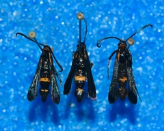 Carmenta pyralidiformis