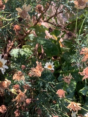 Argyranthemum frutescens