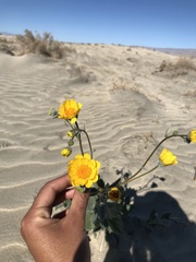Geraea canescens