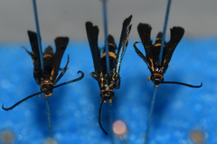 Carmenta pyralidiformis