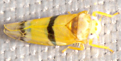 Empoa gillettei