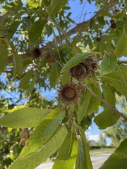 Quercus acutissima