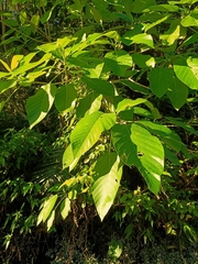 Dendrocnide meyeniana