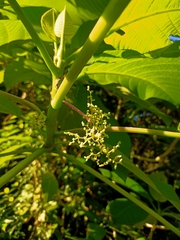 Dendrocnide meyeniana