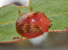 Paropsis carnosa