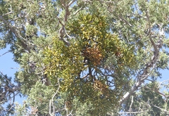 Phoradendron hawksworthii