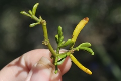 Phoradendron hawksworthii