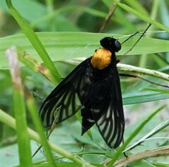 Chrysopilus thoracicus