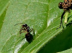 Camponotus subbarbatus