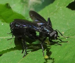 Chalcosyrphus chalybeus