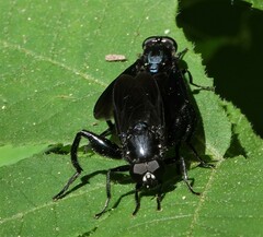 Chalcosyrphus chalybeus