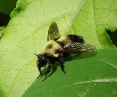 Laphria thoracica