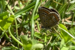 Polyommatus icarus