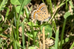Polyommatus icarus