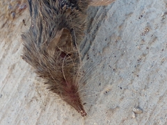 Notiosorex crawfordi