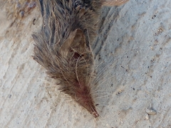 Notiosorex crawfordi