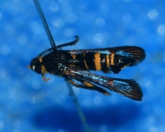Synanthedon decipiens