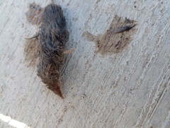 Notiosorex crawfordi