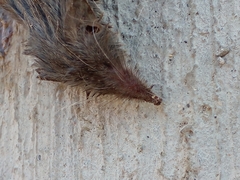 Notiosorex crawfordi