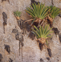 Tillandsia australis