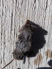 Notiosorex crawfordi