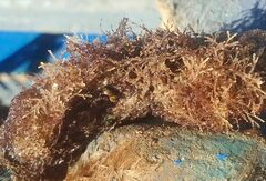 Cradoscrupocellaria reptans