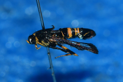 Synanthedon decipiens