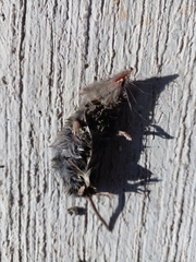 Notiosorex crawfordi