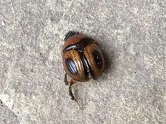 Bolbocerosoma confusum