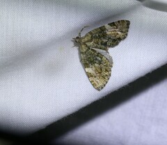 Heterochasta lasioplaca