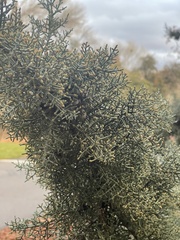Cupressus glabra