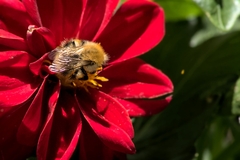 Bombus pascuorum
