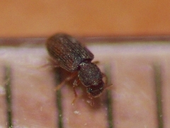 Berginus tamarisci