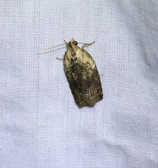 Cryptoptila australana