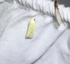 Earias paralella